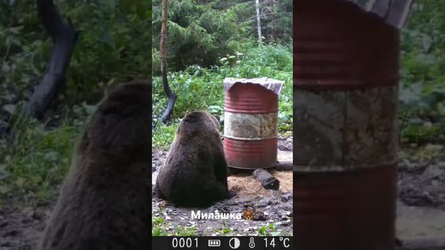 А что у нас на завтрак! смотреть онлайн