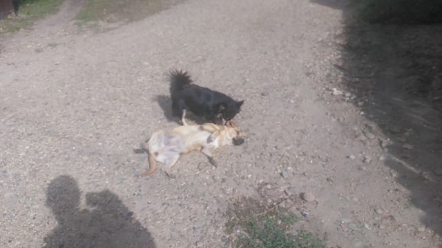 Собачки играют -  The dogs are playing VID_20240925_101430.mp4