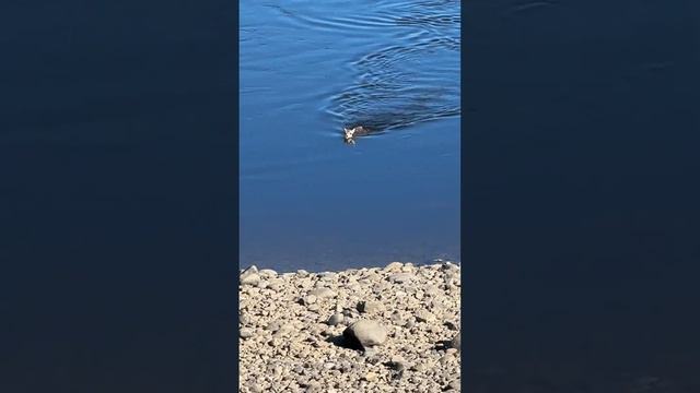 В самом сердце Тайги смотреть онлайн