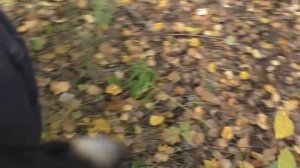 УДАЧНЫЙ ПОХОД В ЛЕС ПО ГРИБЫ В ОКТЯБРЕ! БЕЛЫЕ ГРИБЫ И МНОГО МНОГО МУХОМОРОВ!