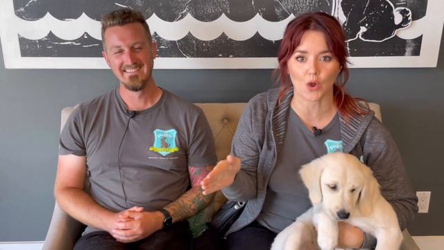Ask a Puppy Trainer Show Episode #74 How To Stop A Puppy From Biting Everything смотреть онлайн