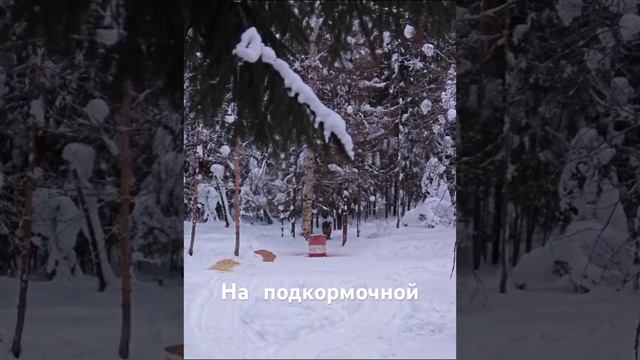 Прогулка кабана смотреть онлайн
