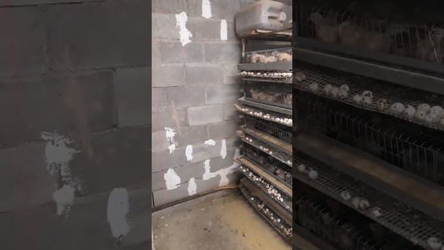 Kichik Biznes Uy Sharoitida Bedana Boqish