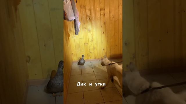Дик и подсадные утки! смотреть онлайн