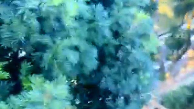 Sky Ride with Achi Maya & Paulchi.mp4 смотреть онлайн