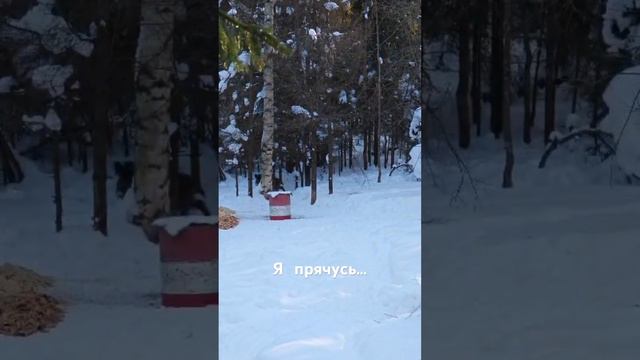Смешной кабан… смотреть онлайн