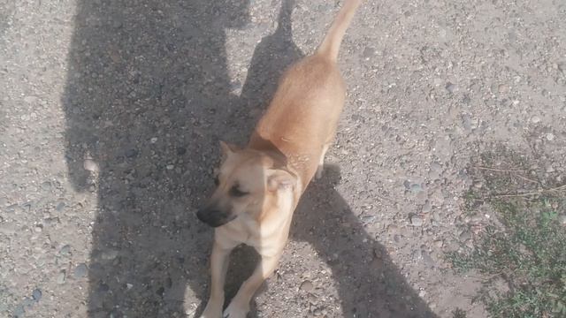 Dog VID_20240925_101629.mp4