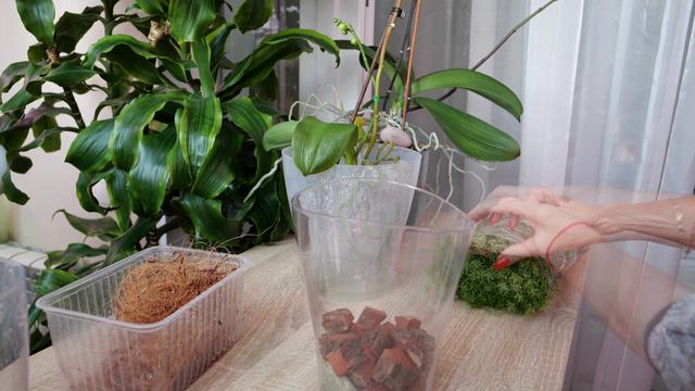 Пристволовая деть орхидеи. Отсоединение и посадка на укоренение. смотреть онлайн