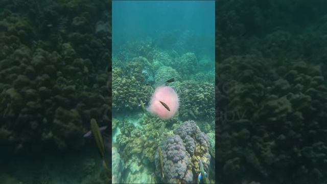 Малайзия. Malaysia. 马来西亚。 смотреть онлайн