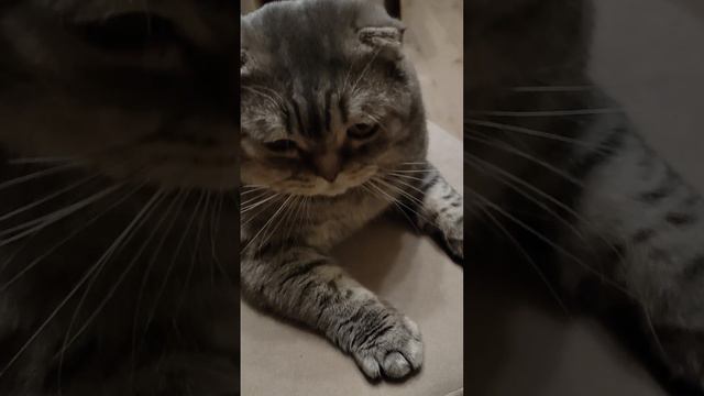 10 сек мурррчания