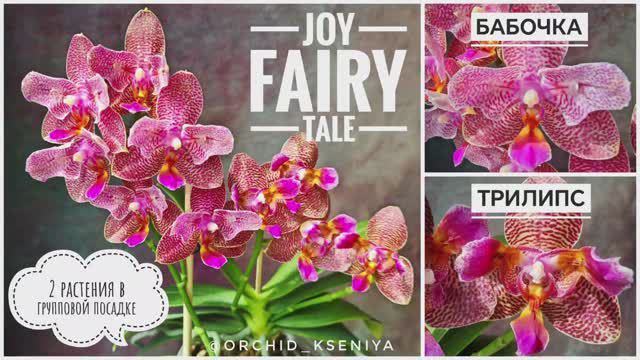 Phal. Joy Fairy Tale бабочка и трилипс |Групповая посадка ароматных восковых азиатских орхидей.Обзор смотреть онлайн