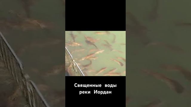 Ручные сомы смотреть онлайн