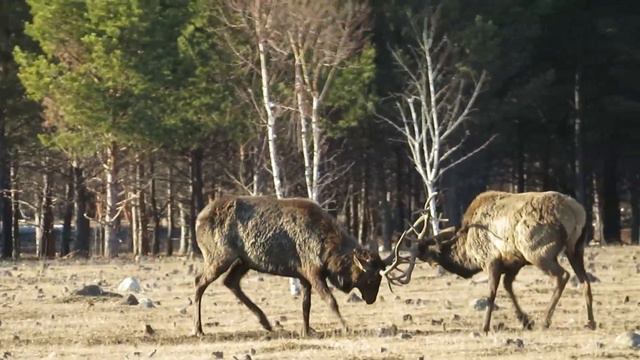 Deer headbutting. Борьба маралов. смотреть онлайн