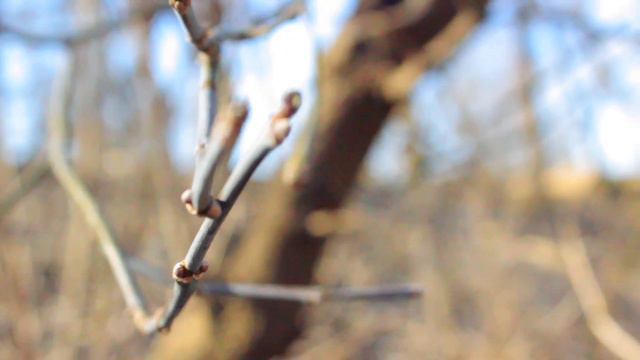 forest for port смотреть онлайн