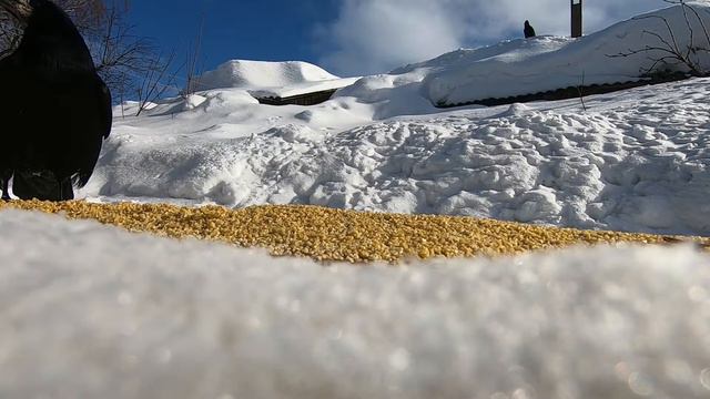 Ворона смотреть онлайн