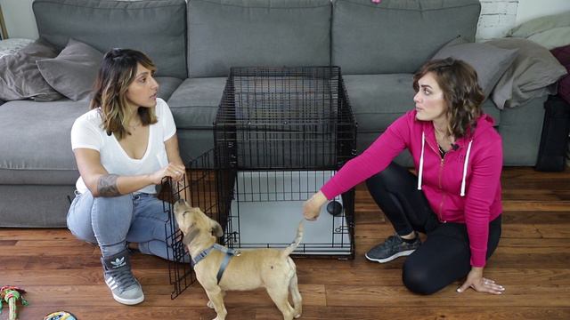 How to Train a Puppy with Zoe Sandor on Chanel Learns Ep. 1 смотреть онлайн