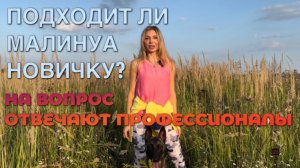Подходит ли малинуа новичку? Или это собака только для профессионалов?