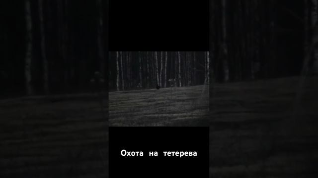 Охота на тетерева Архив смотреть онлайн