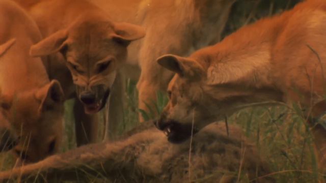 Outback Terrors | Australia’s Deadly Monsters 2/3 | Go Wild смотреть онлайн