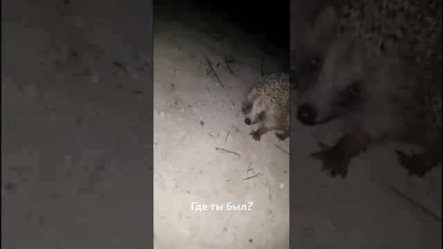 Ёжи-и-ик !!! смотреть онлайн