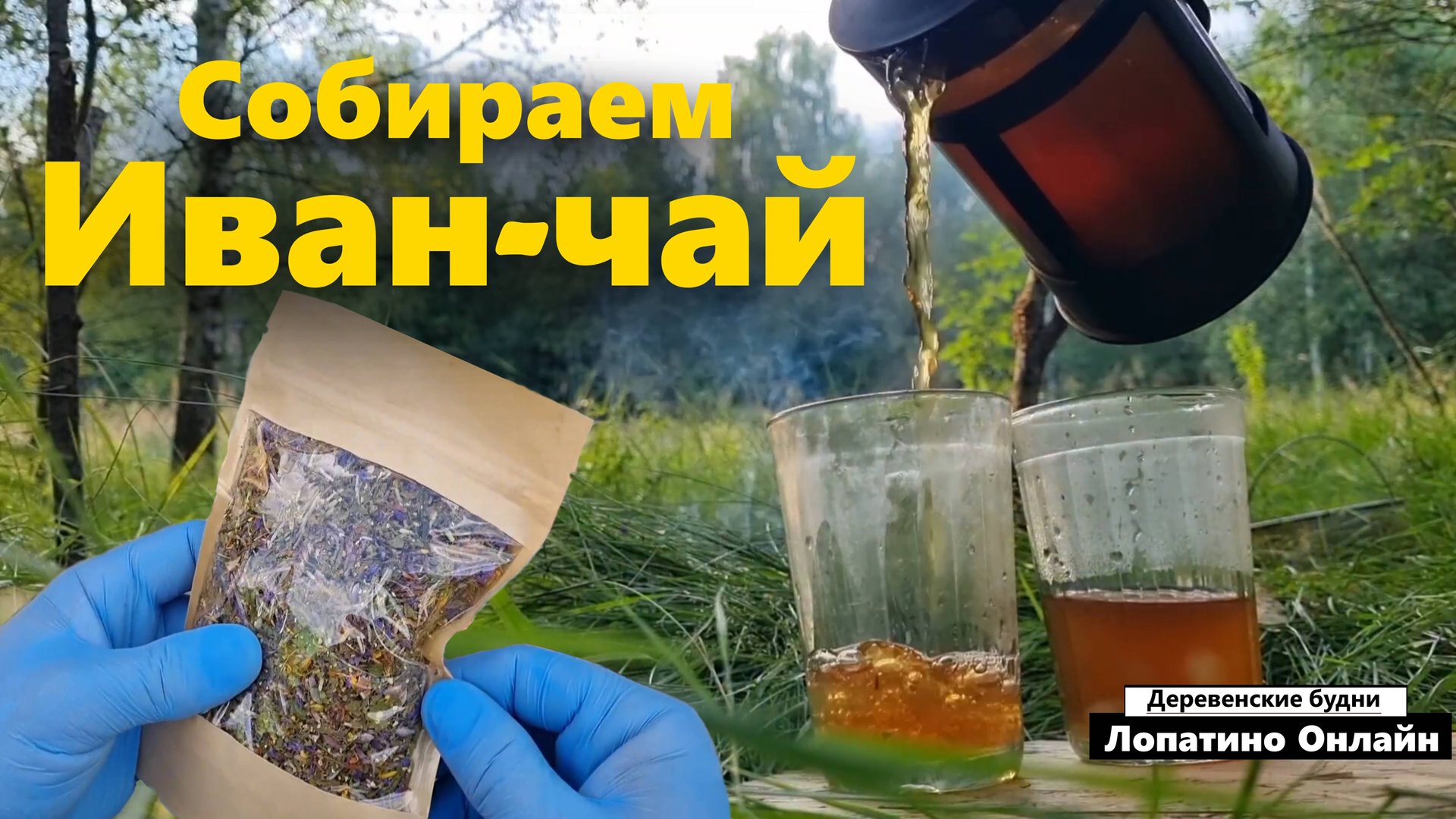 Как собирать Иван-чай! // Лучший рецепт в деревне!
