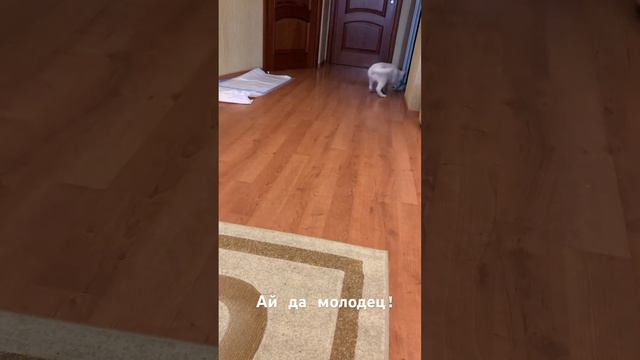 За вкусняшку, что хотите… смотреть онлайн