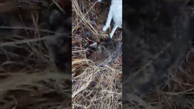 Енот в обмороке!!! смотреть онлайн