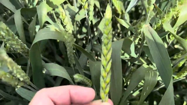 Урожай 2024 смотреть онлайн