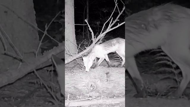 Лиса совсем перестала бояться!