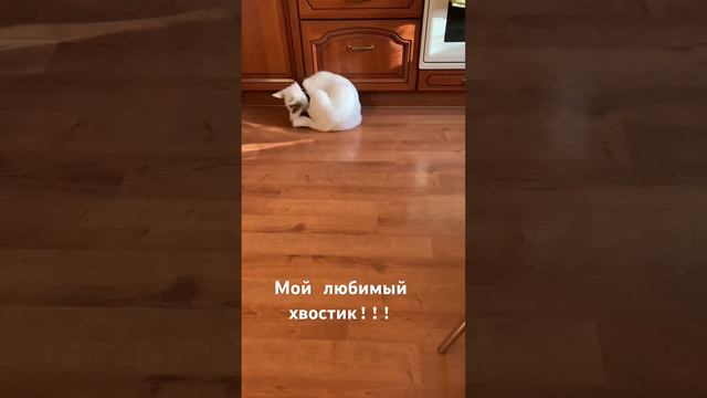 Поиграю-ка я с хвостиком!!! смотреть онлайн