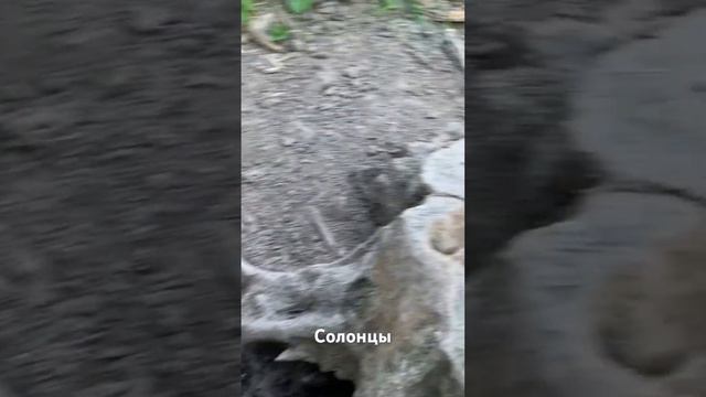 Звери посещают солонцы. смотреть онлайн