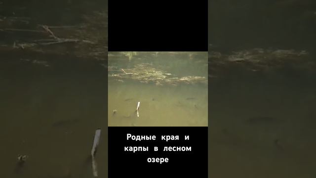 Карп- рыба умная смотреть онлайн