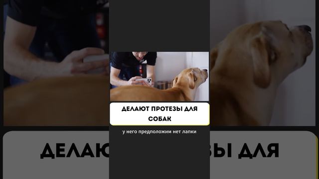 Протезы для собак при помощи 3D-принтера и iPhone! #ГаражНовости смотреть онлайн