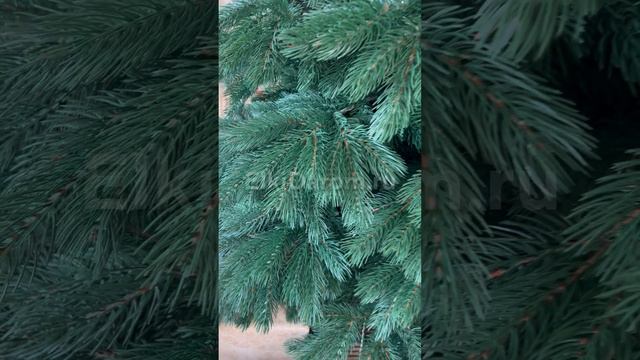 Ель Литая Сосна смотреть онлайн