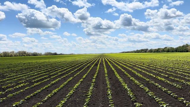 Подсолнечник 2024. смотреть онлайн