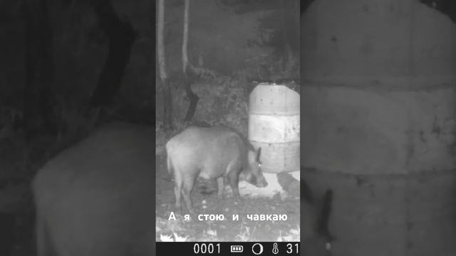 На кормушке смотреть онлайн