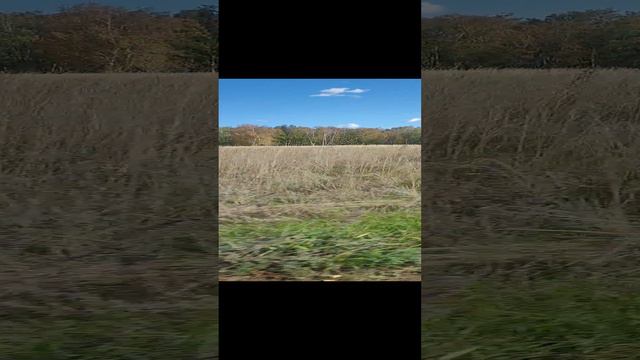 По полям, по полям. На Ладе баклажан. смотреть онлайн