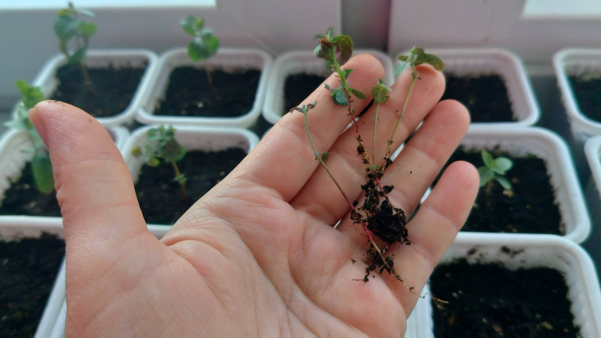 Как растут эвкалипты из семян собранных самосбором смотреть онлайн