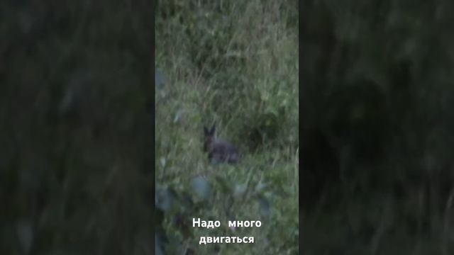 Про диету! смотреть онлайн
