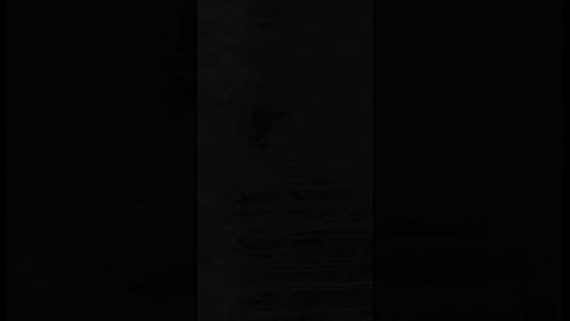 Лосиху прогнали обратно в лес! смотреть онлайн