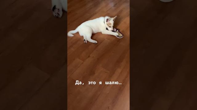 Я балуюсь! смотреть онлайн