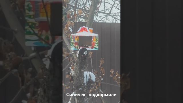 Птички тоже хотят есть! смотреть онлайн