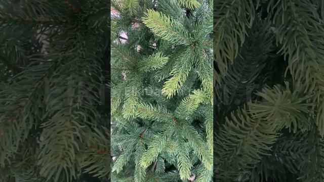 Ель Литая Полярная смотреть онлайн
