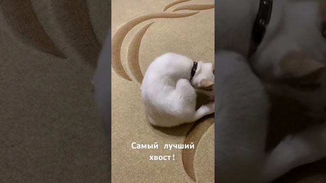 Этот хвостик так хорош, лучше в мире не найдёшь! смотреть онлайн