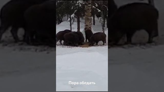 Кто не работает, тот ест!!! смотреть онлайн