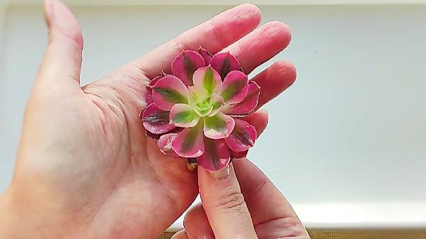 Распаковка посылки с суккулентами из Челябинска! смотреть онлайн