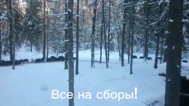 Настоящий охотник в угодье - что хороший хозяин во дворе. (Эрнест Хайне) смотреть онлайн