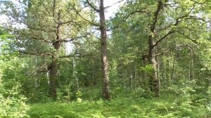 ЧИСТО ЗА БЕЛЫМИ В ЛЕС!