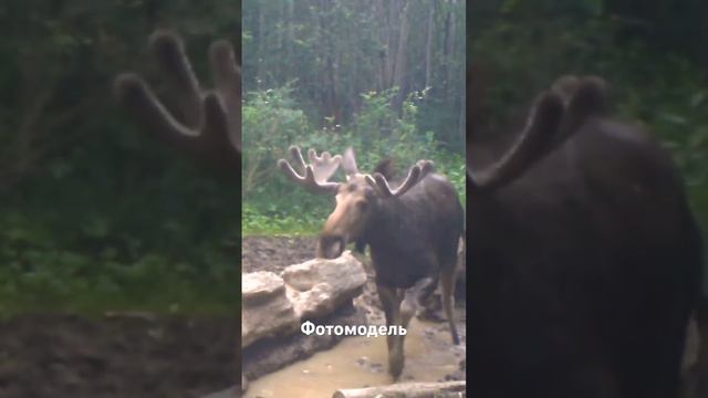 Красавец! смотреть онлайн