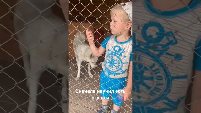Огурцы объедение! Тингай 2020 г смотреть онлайн